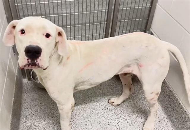 Photo of Senior American Pit Bull Terrier, adoptable American Pit Bull Terrier in Houston, Texas