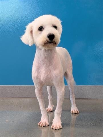 Photo of Bryce, adoptable Poodle (Miniature) in San Martin, California