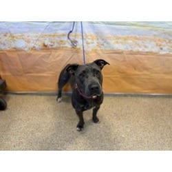 Photo of Layla, adoptable Terrier (Unknown Type, Medium) in Doral, Florida