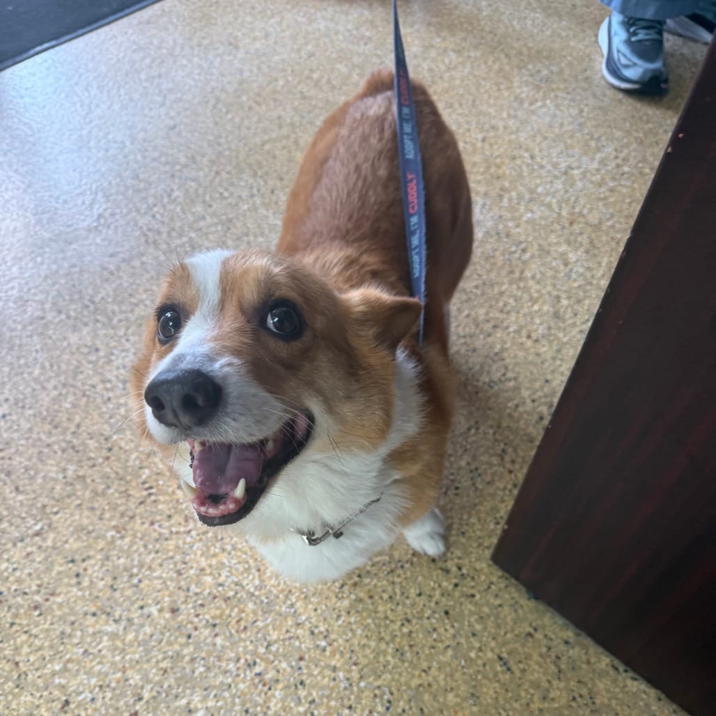 Photo of Hank, adoptable Corgi, Cardigan Welsh in Houston, Texas