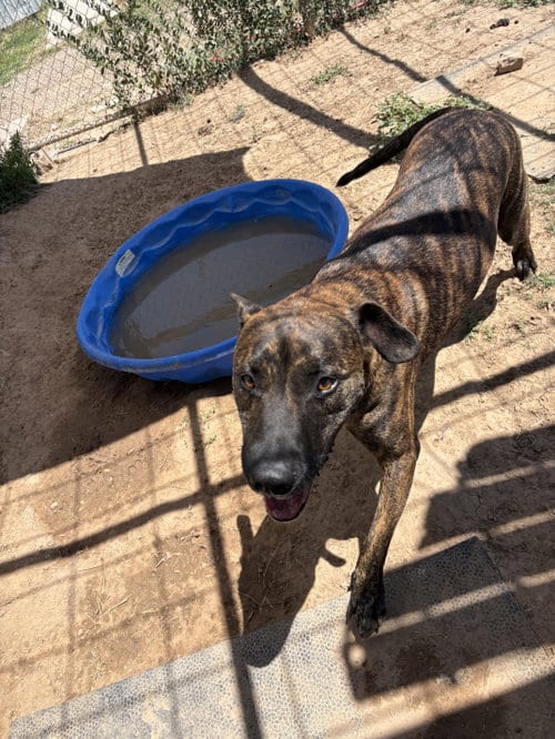 Photo of Rowan, adoptable Pit Bull Terrier in Amarillo, Texas