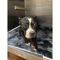 Photo of French Toast, adoptable Mixed Breed (Medium) in Baton Rouge, Louisiana