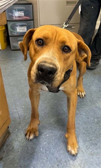 Photo of Banjo, adoptable Labrador Retriever in Santa Barbara, California