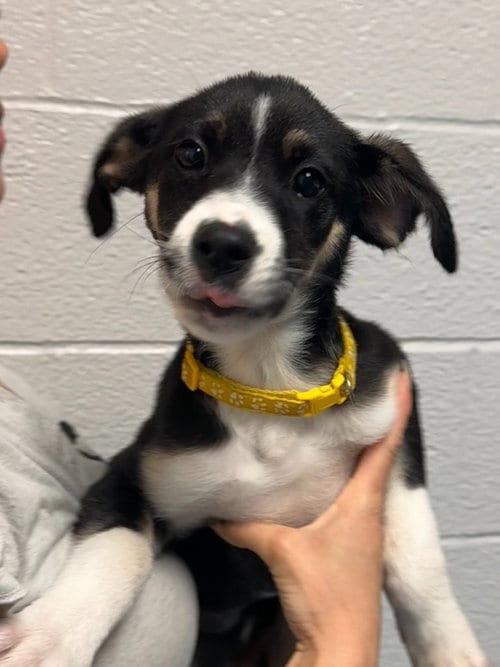 Photo of Charma, adoptable Beagle in Muskegon, Michigan