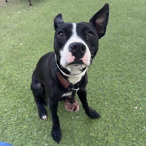 Photo of Mimosa, adoptable American Pit Bull Terrier in Phoenix, Arizona