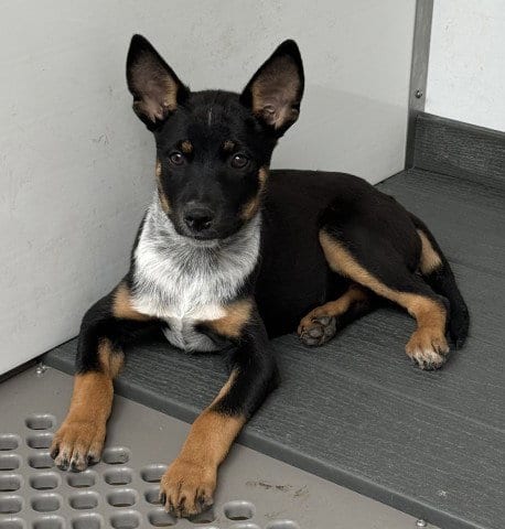 Photo of Danni Boy, adoptable Queensland Heeler in San Bernardino, California