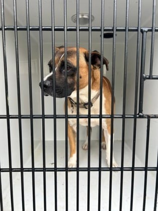 Photo of Kiro, adoptable dog in Atlanta, Georgia