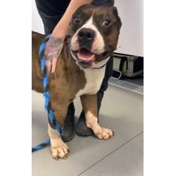 Photo of Rib-eye, adoptable Mixed Breed (Medium) in New Castle, Delaware
