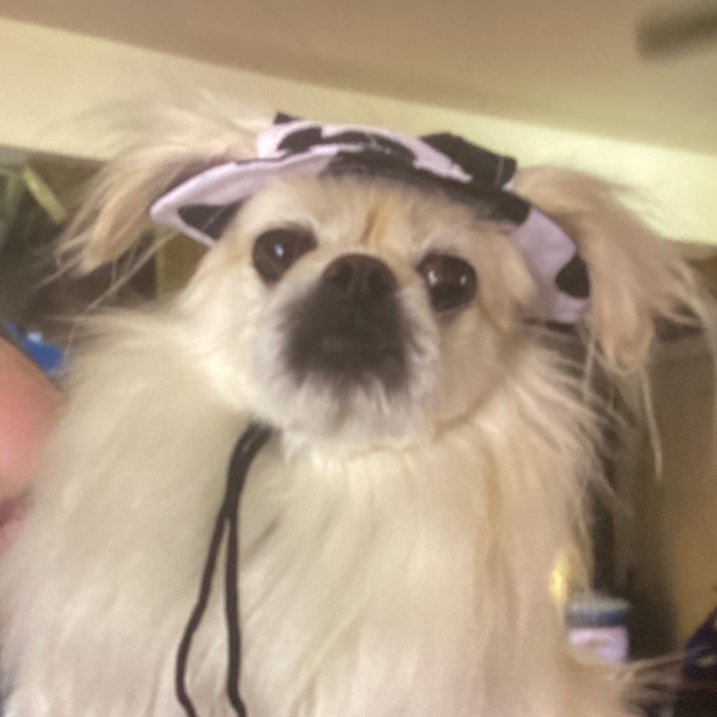 Photo of Lucy, adoptable Pekingese / Poodle