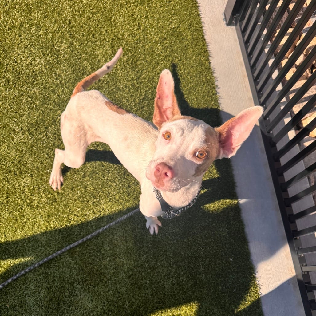 Photo of Cinnamon, adoptable Hound / Mixed Breed (Medium) in Spartanburg, South Carolina