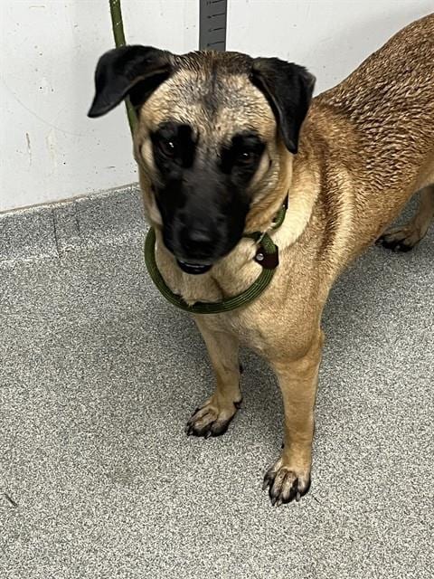 Photo of Darla, adoptable Anatolian Shepherd in Palmetto, Florida