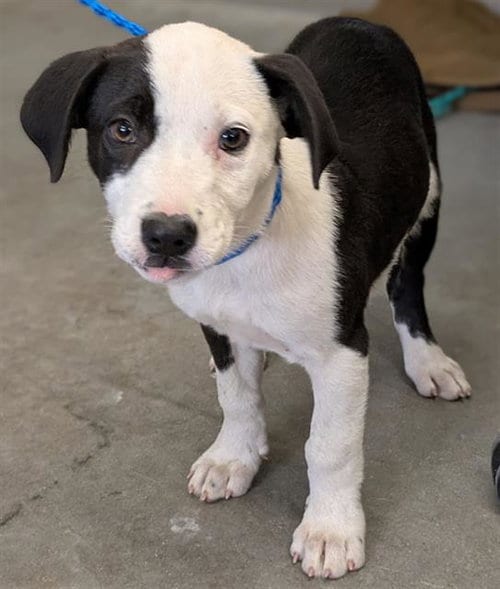 Photo of A888973, adoptable Pit Bull Terrier in Camarillo, California