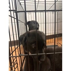 Photo of Mello, adoptable Mixed Breed (Medium) in Baton Rouge, Louisiana