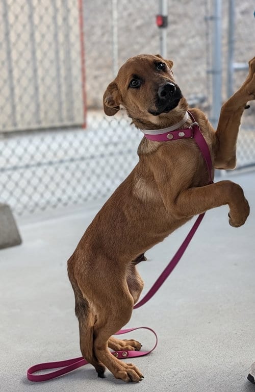 Photo of Bruno, adoptable Belgian Shepherd Dog Sheepdog in Salinas, California