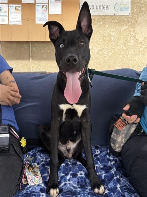 Photo of Gary, adoptable Pit Bull Terrier in Camarillo, California
