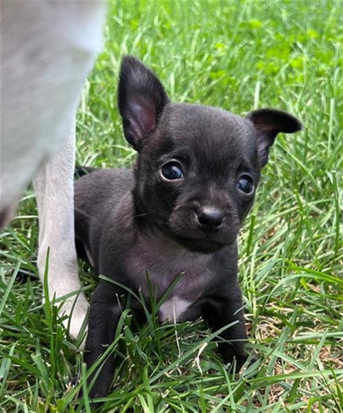 Photo of Oogie Boogie, adoptable Chihuahua in Santa Rosa, California