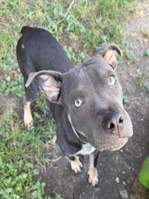 Photo of Taro, adoptable American Bulldog in Houston, Texas