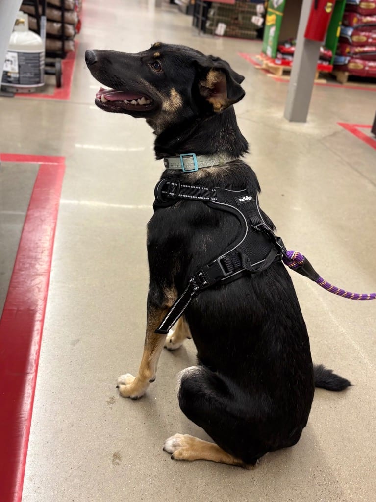 Photo of Brinne, adoptable German Shepherd Dog in Nacogdoches, Texas