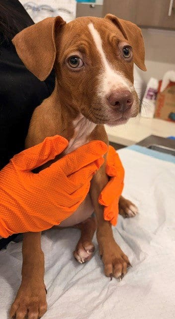 Photo of Miss Margarine, adoptable Labrador Retriever in Baytown, Texas