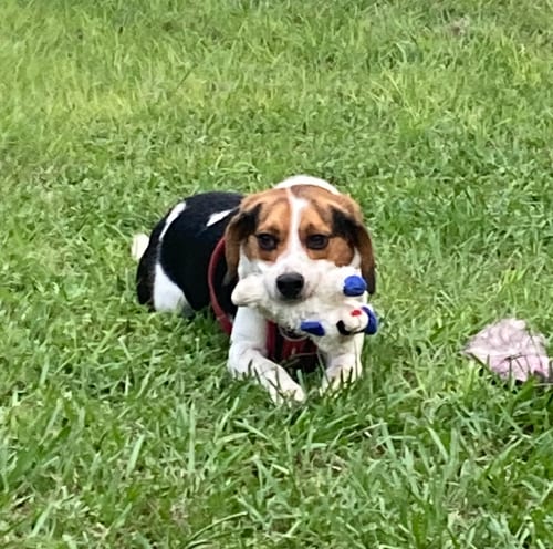 Photo of Johnny Cash, adoptable Beagle in Tampa, Florida