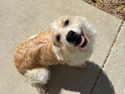 Photo of Creme, adoptable Mixed Breed in New Orleans, Louisiana