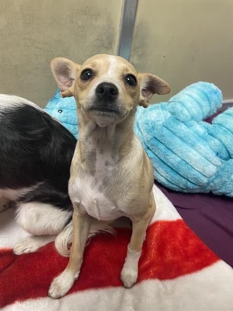 Photo of Daisy, adoptable Terrier in Santa Cruz, California