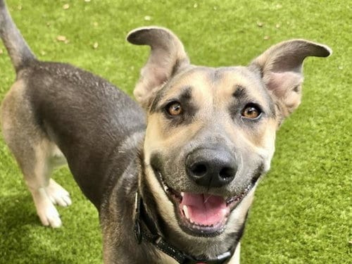 Photo of Peter, adoptable German Shepherd Dog in Martinez, California
