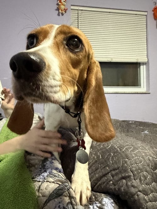 Photo of Laila Sniffs, adoptable Beagle in Tampa, Florida