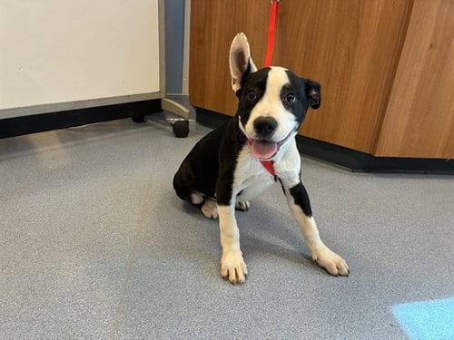 Photo of Dart, adoptable Pit Bull Terrier in San Jose, California