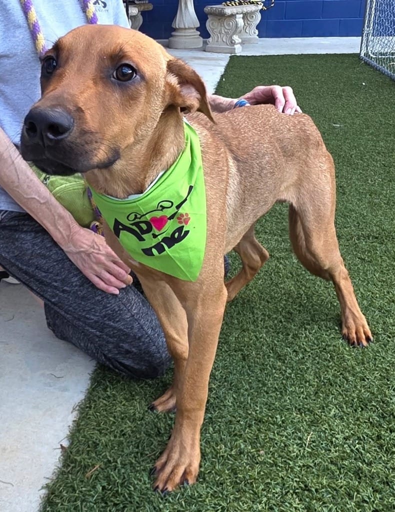 Photo of Scrappy Doo (Scooby Doo Show x2), adoptable Shepherd in Hartsville, South Carolina