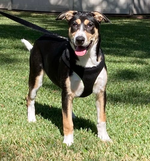 Photo of Xena, adoptable Border Collie in Alvin, Texas