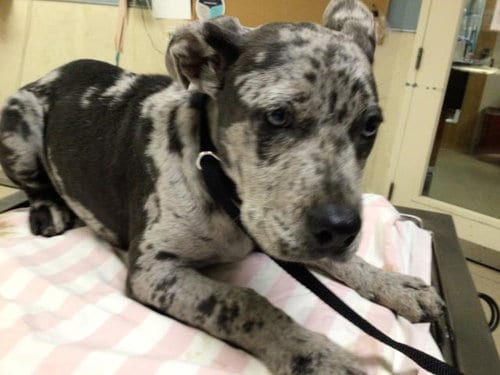 Photo of Guapo, adoptable Pit Bull Terrier in Riverside, California
