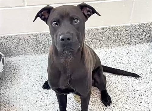 Photo of Orson, adoptable Labrador Retriever in Houston, Texas
