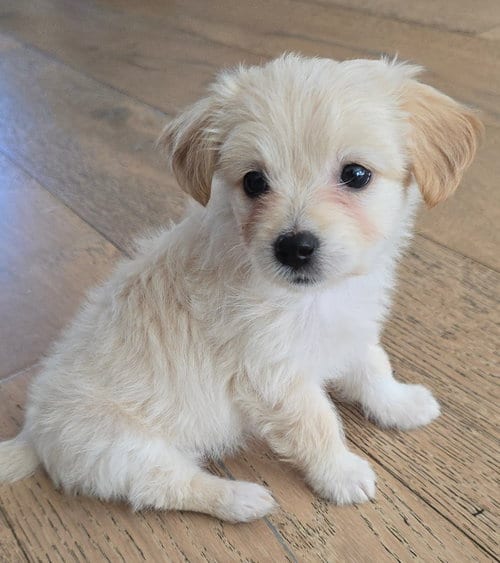 Photo of Grace, adoptable Maltese in Sunnyvale, California