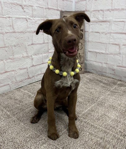 Photo of Churro, adoptable German Shepherd Dog in Detroit, Michigan