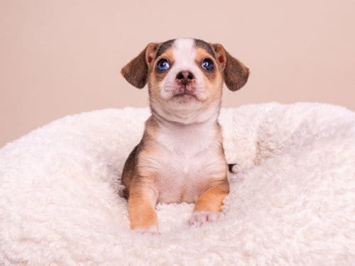 Photo of Discount: Ikea, adoptable Chihuahua in Romoland, California