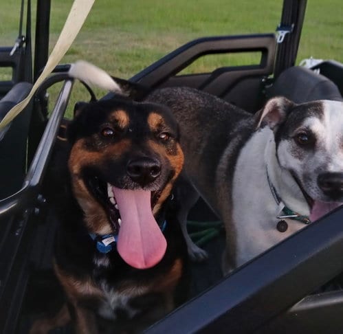 Photo of Orville, adoptable German Shepherd Dog in The Woodlands, Texas
