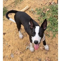 Photo of Olivia, adoptable Hound (Unknown Type) in Medfield, Massachusetts
