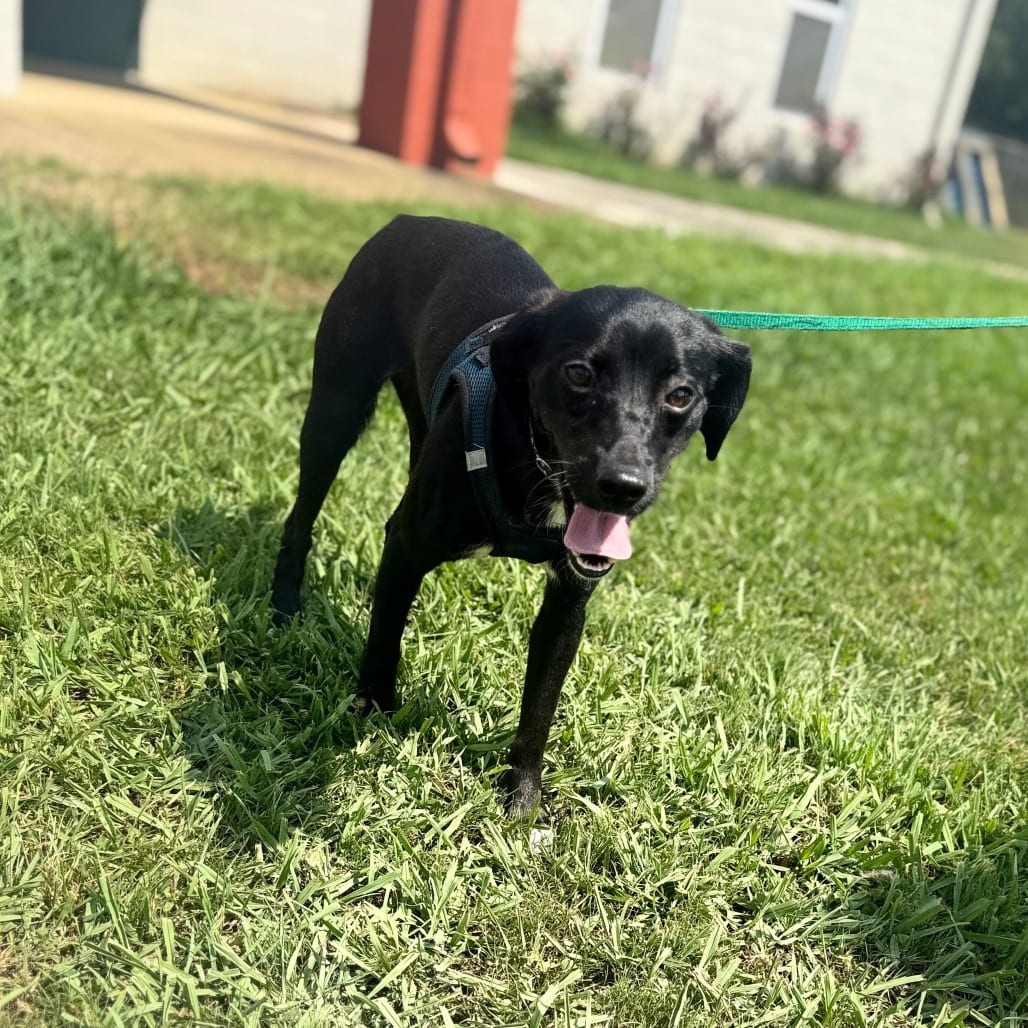 Photo of Keely, adoptable Mixed Breed (Small) in Corinth, Mississippi