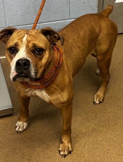 Photo of Nibblerz, adoptable dog in Chamblee, Georgia