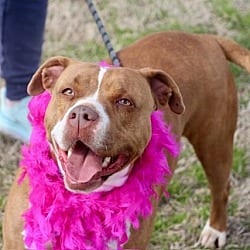 Photo of Audrey 1, adoptable Terrier (Unknown Type, Medium) in East Hartford, Connecticut