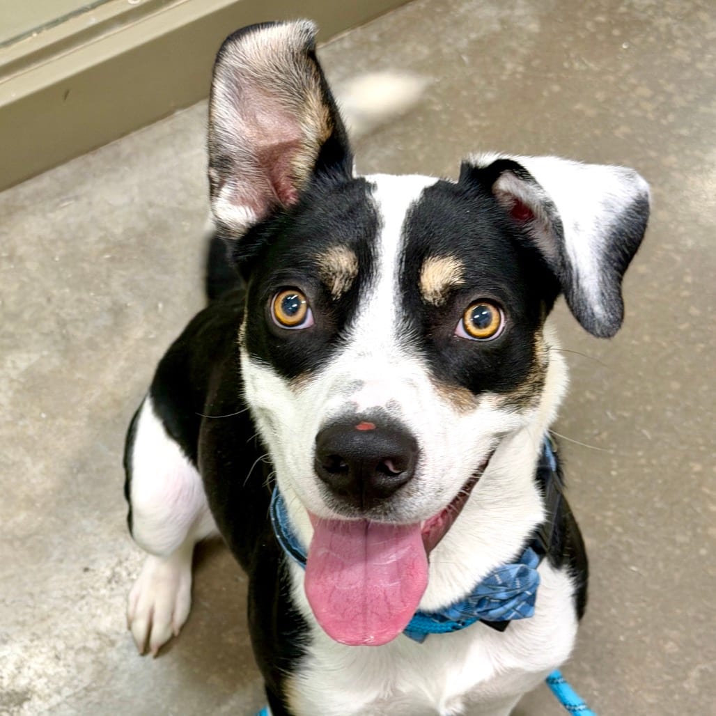 Photo of Dodge, adoptable Mixed Breed (Medium) in Dayton, Ohio