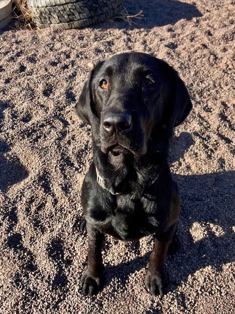 Photo of Brucey, adoptable Labrador Retriever in Webster, Wisconsin