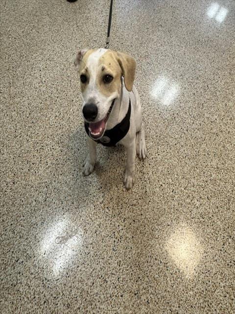 Photo of Forrest, adoptable Terrier mix in Miami, Florida