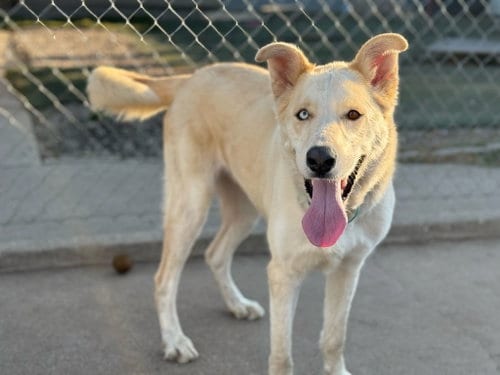 Photo of Titan, adoptable Golden Retriever in Inglewood, California