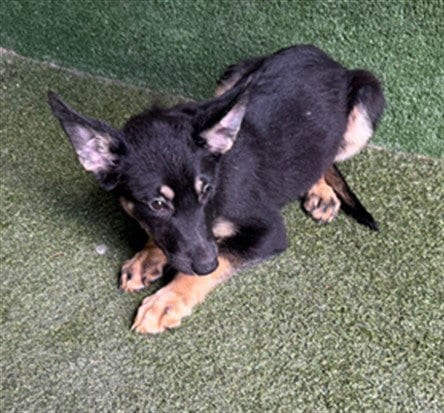 Photo of May, adoptable Siberian Husky in Lancaster, California