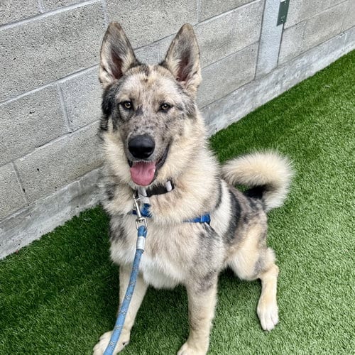 Photo of Zephyr, adoptable Shepherd in Burlingame, California