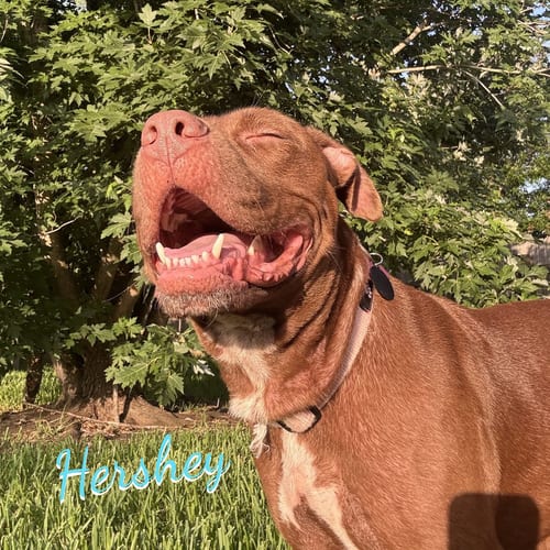 Photo of Hershey #all-grin-&-wags, adoptable American Staffordshire Terrier in HOUSTON, Texas