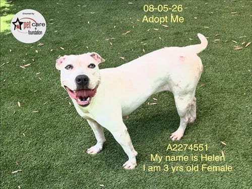Photo of Helen, adoptable Pit Bull Terrier in Los Angeles, California