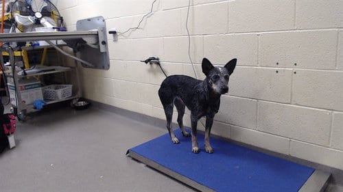 Photo of Nessie, adoptable Australian Cattle Dog/Blue Heeler in Denver, Colorado